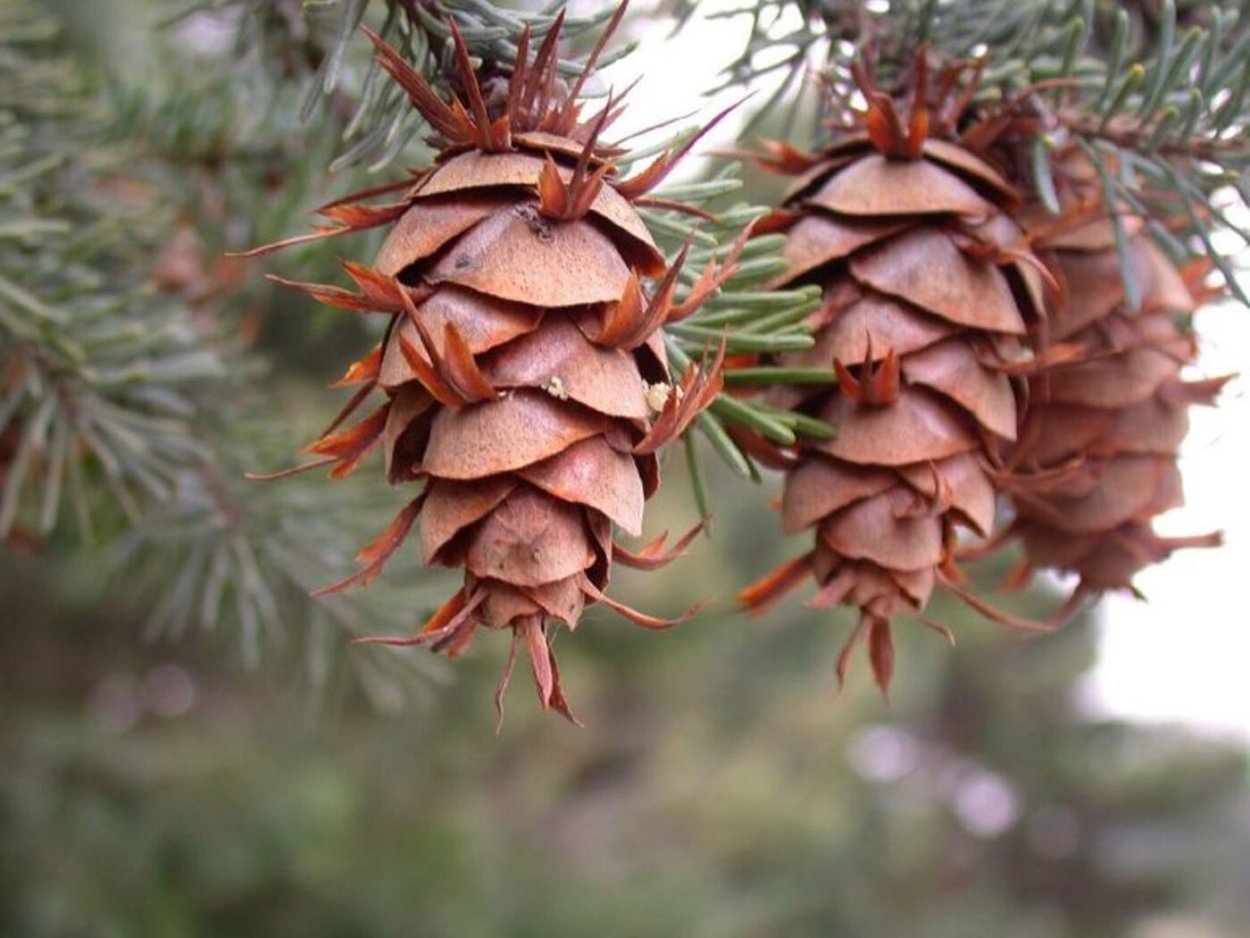 Лжетсуга Мензиса
