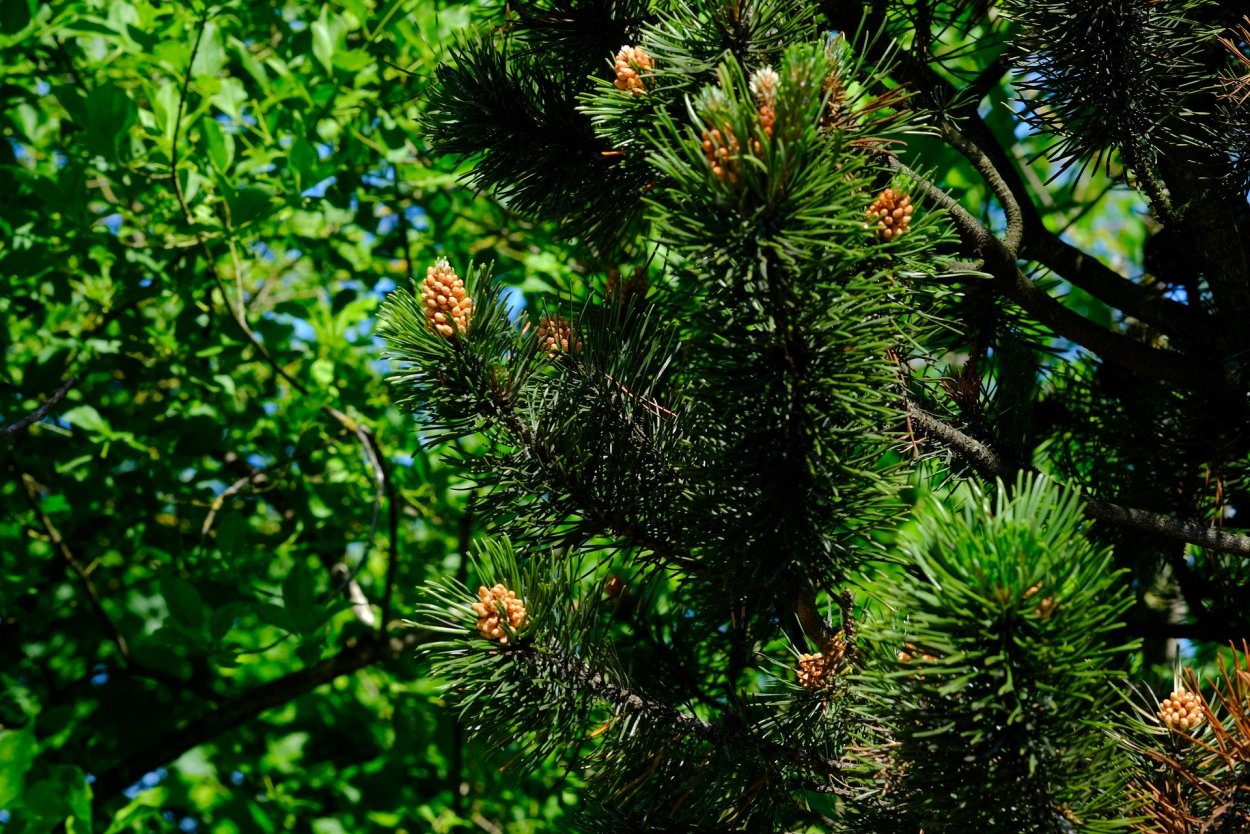 Pinus thunbergii Aocha Matsu