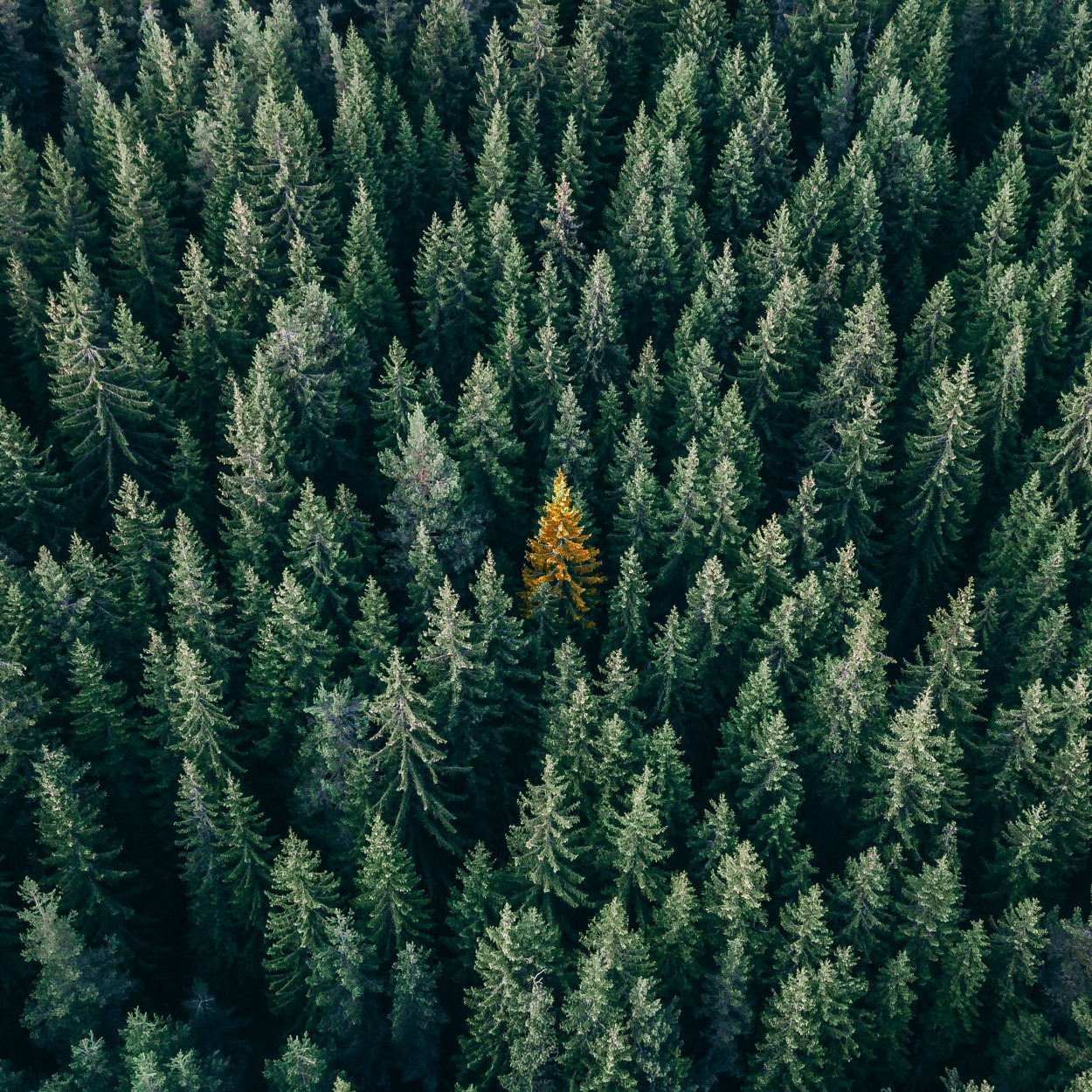 Лес вид сверху