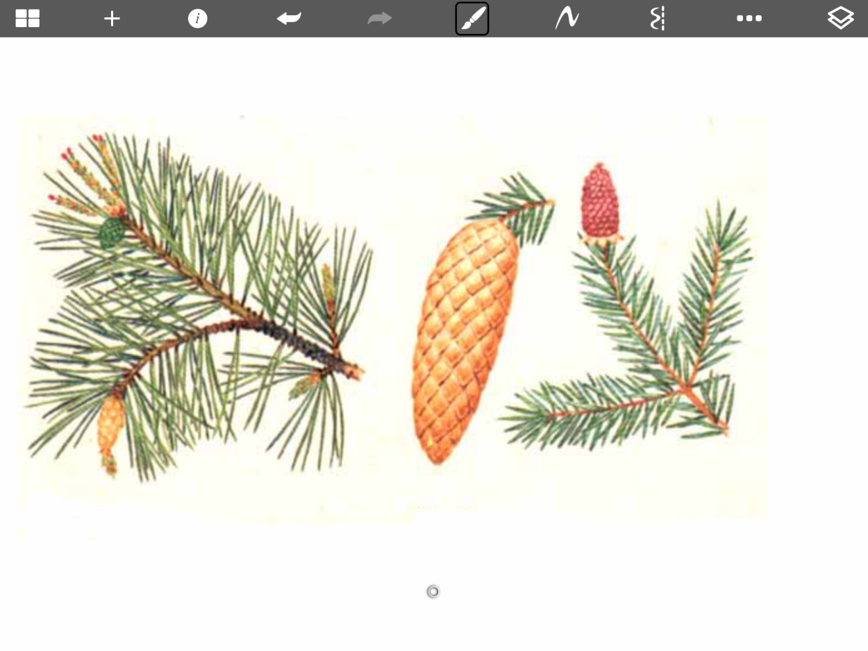 Ель обыкновенная хвоинки