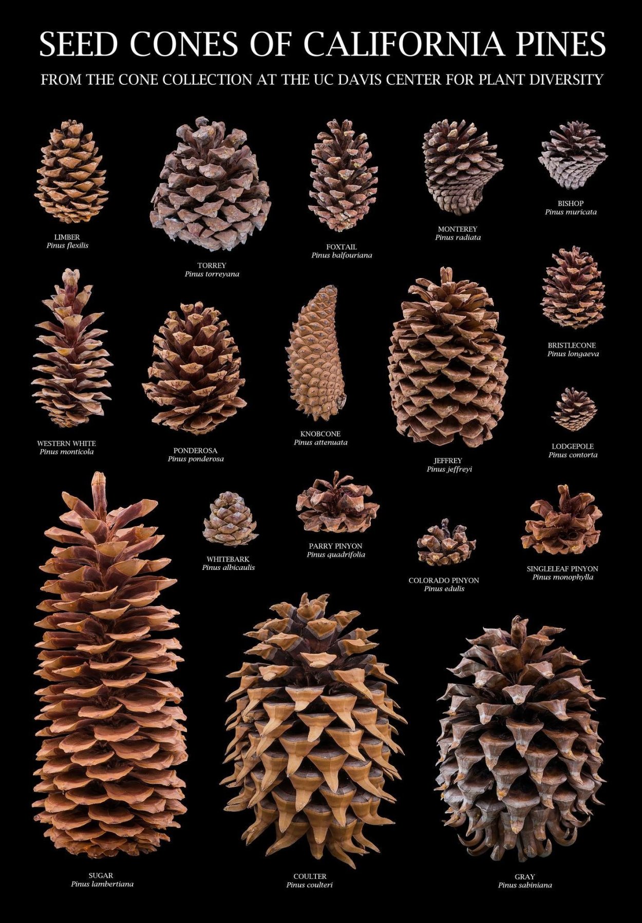 Разные шишки хвойных деревьев