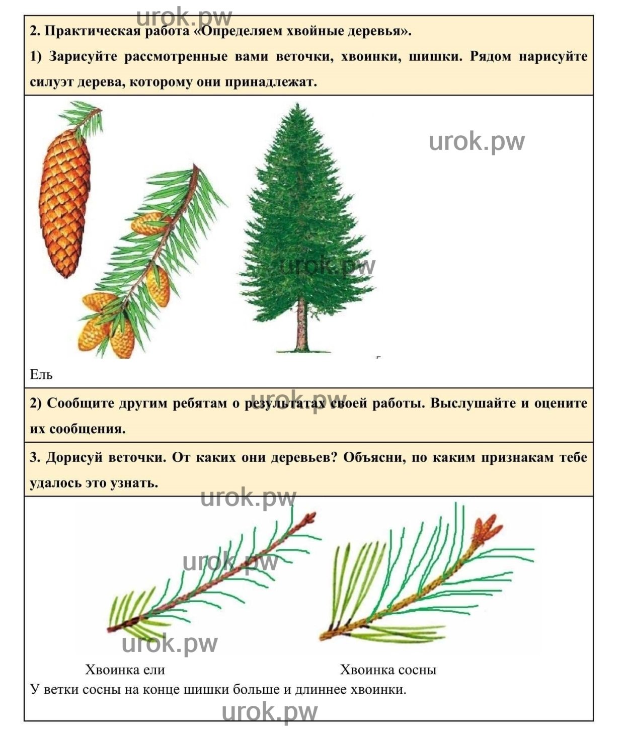 Практическая работа определяем хвойные