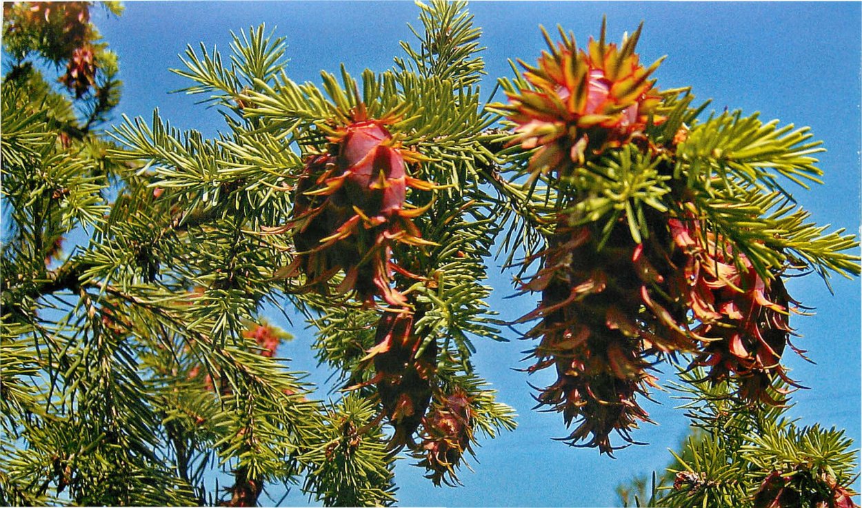 Псевдотсуга Тиссолистная