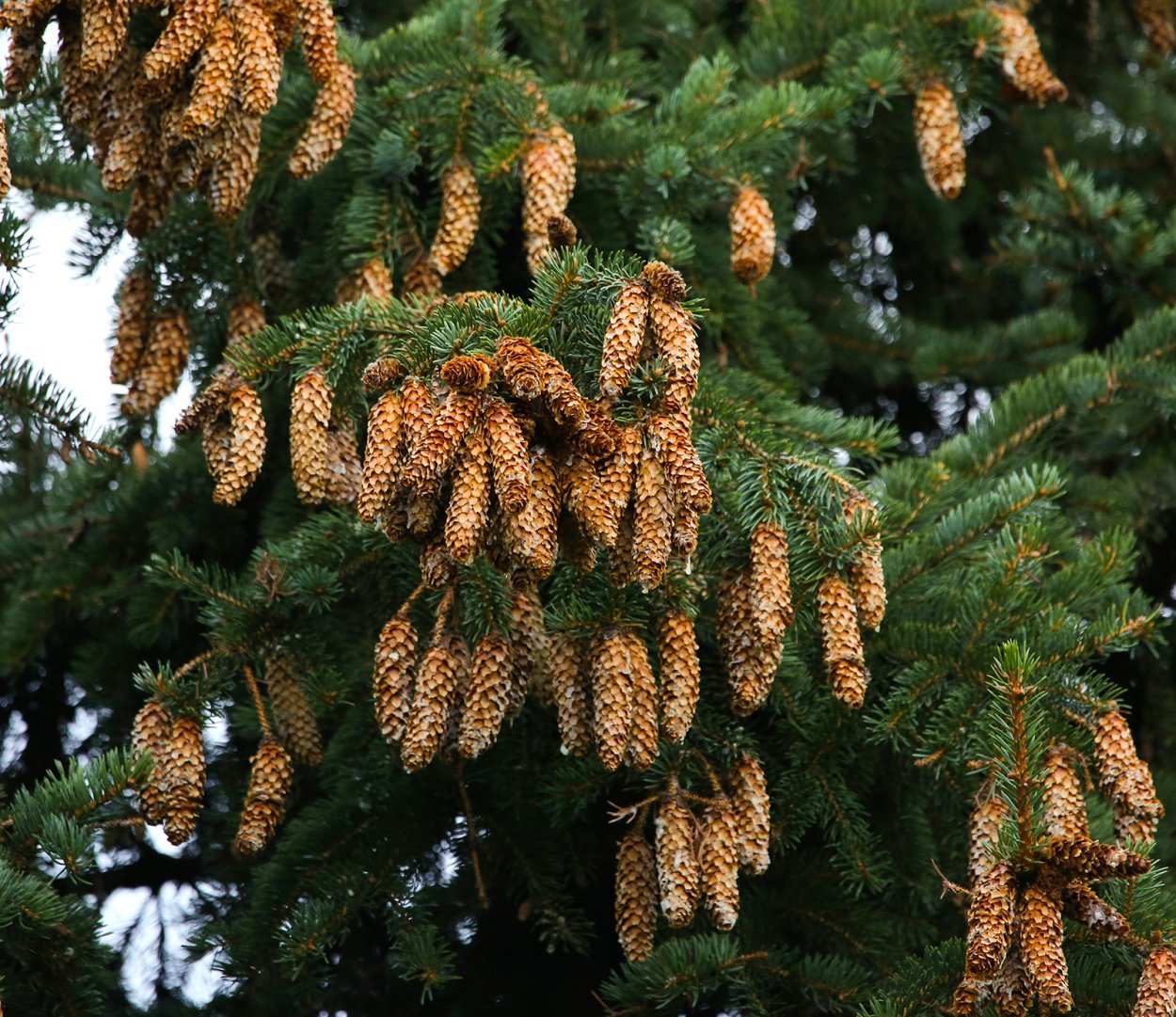 Лиственница Чекановского