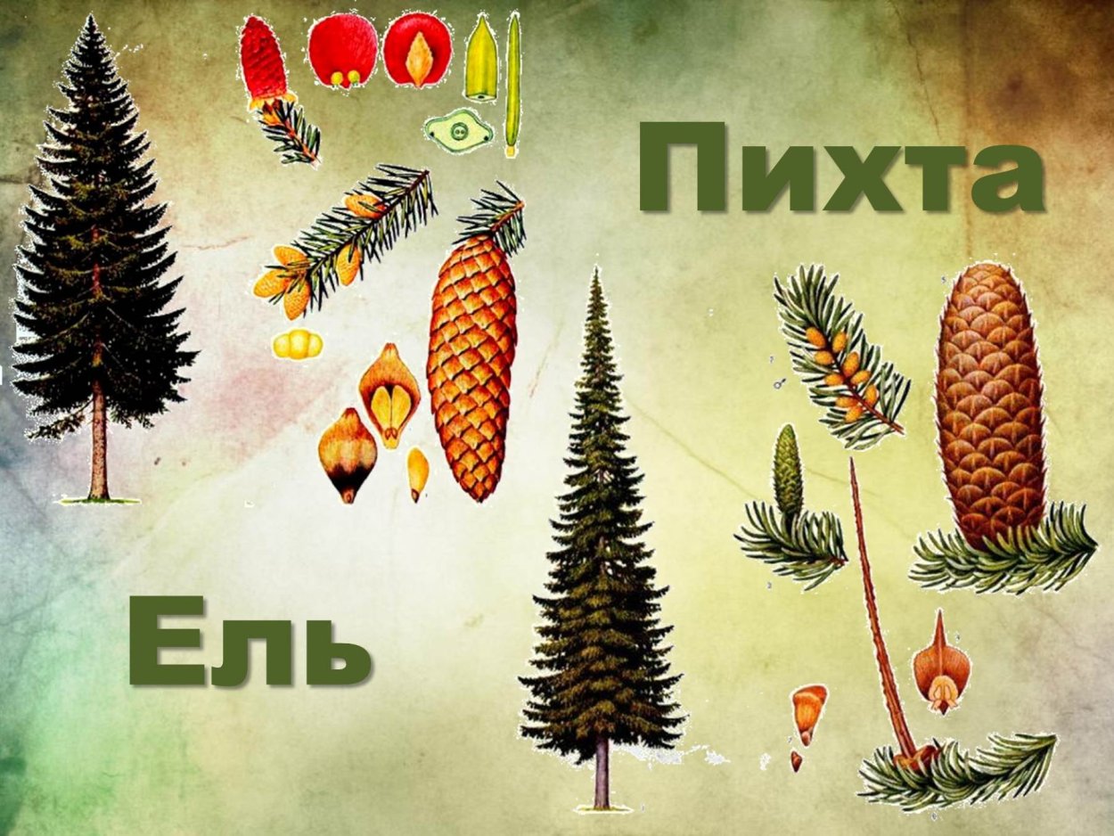 Ель Сибирская ель пихта отличия
