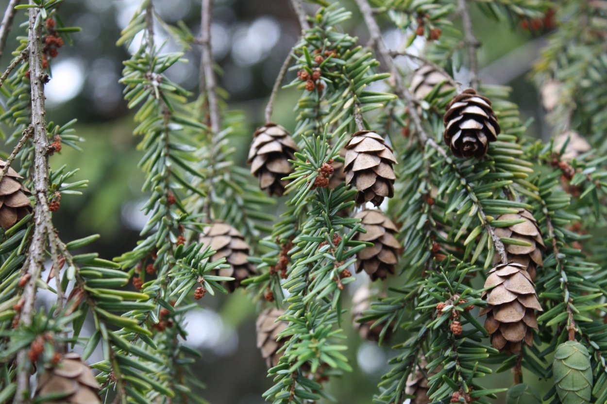 Лиственница Камчатская