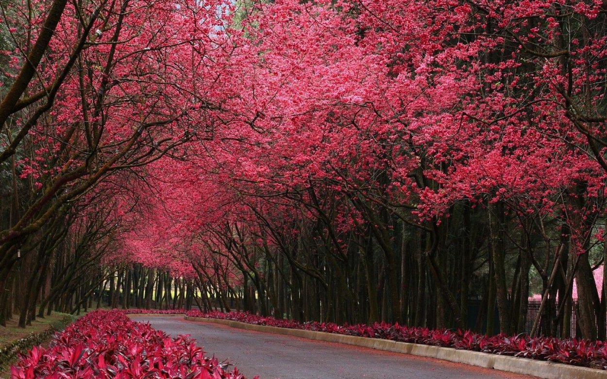 Дерево с розовыми листьями осенью