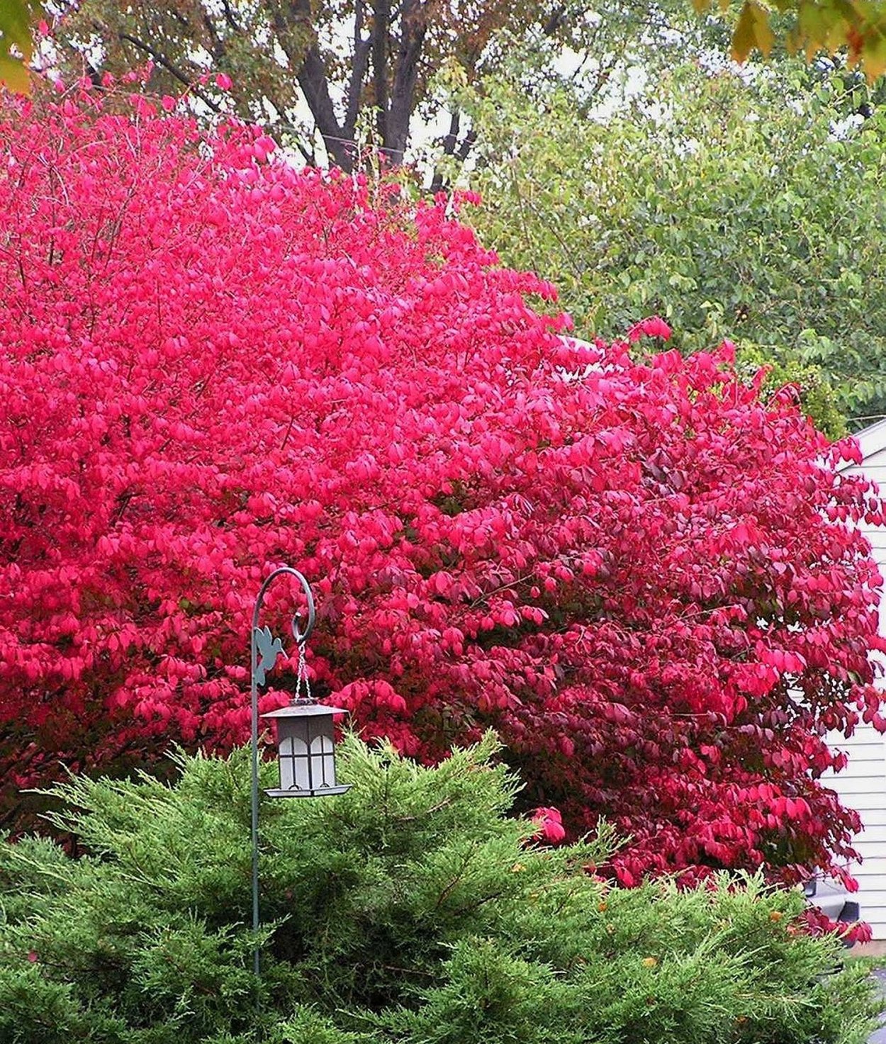 Розовый лист