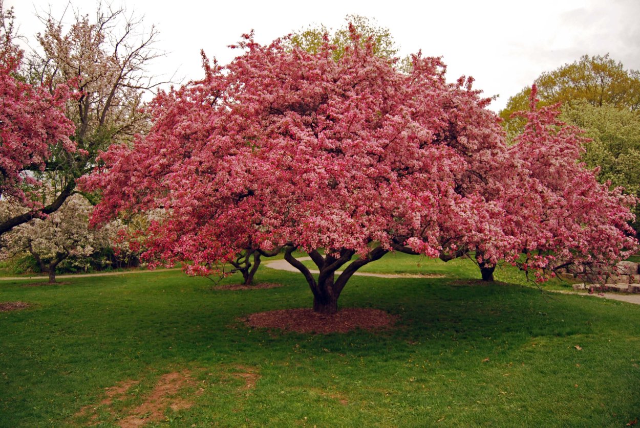 Красивое красное дерево