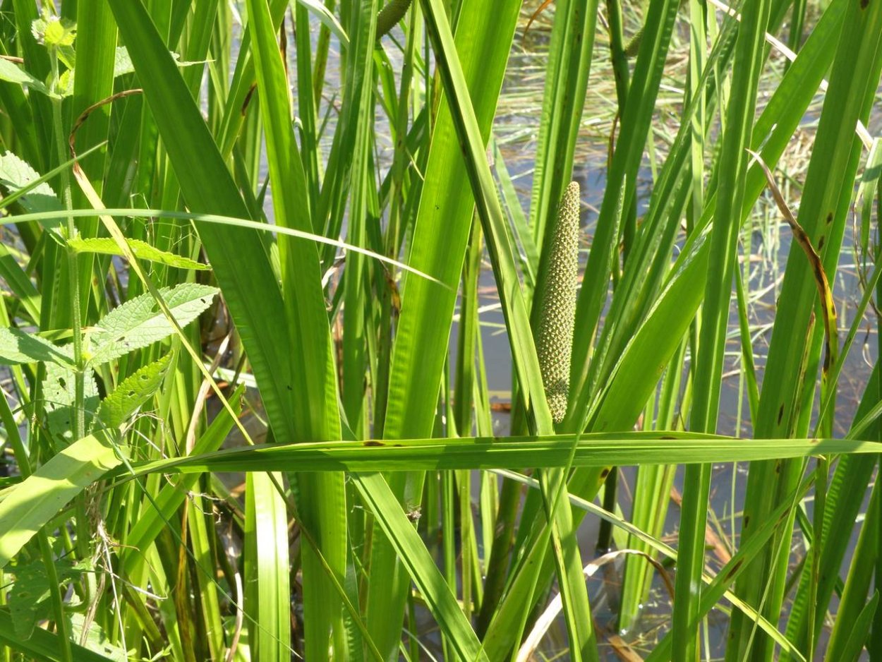 АИР болотный (Acorus Calamus)