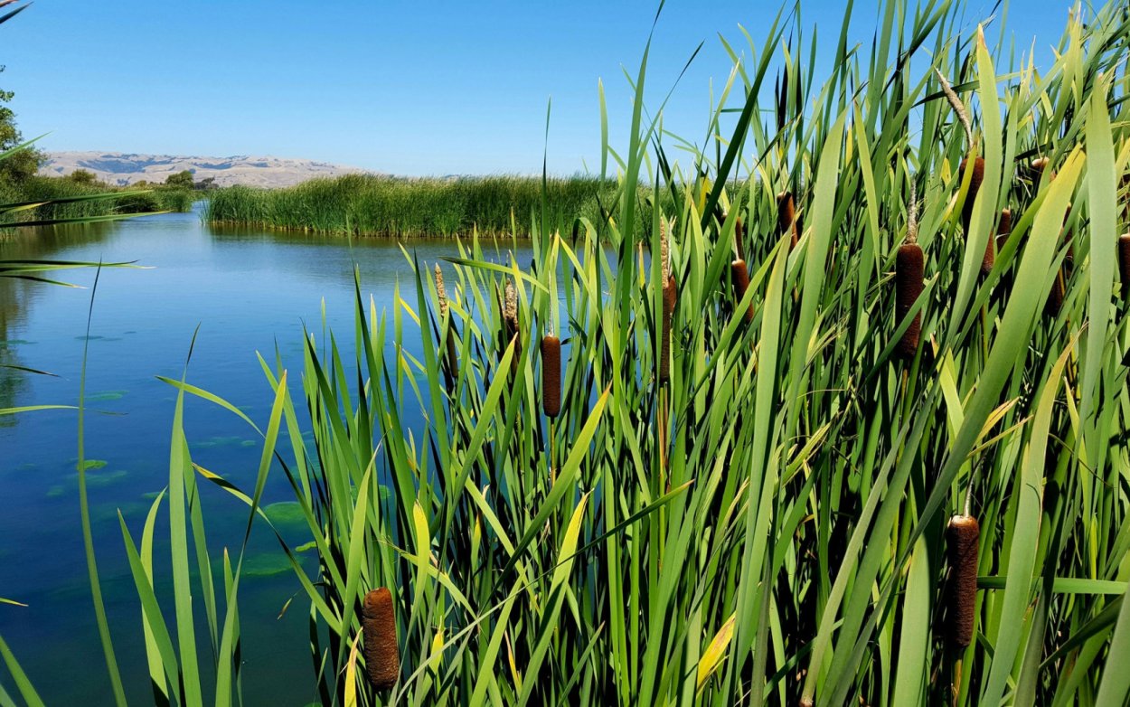 Камыши хвощи Пенза