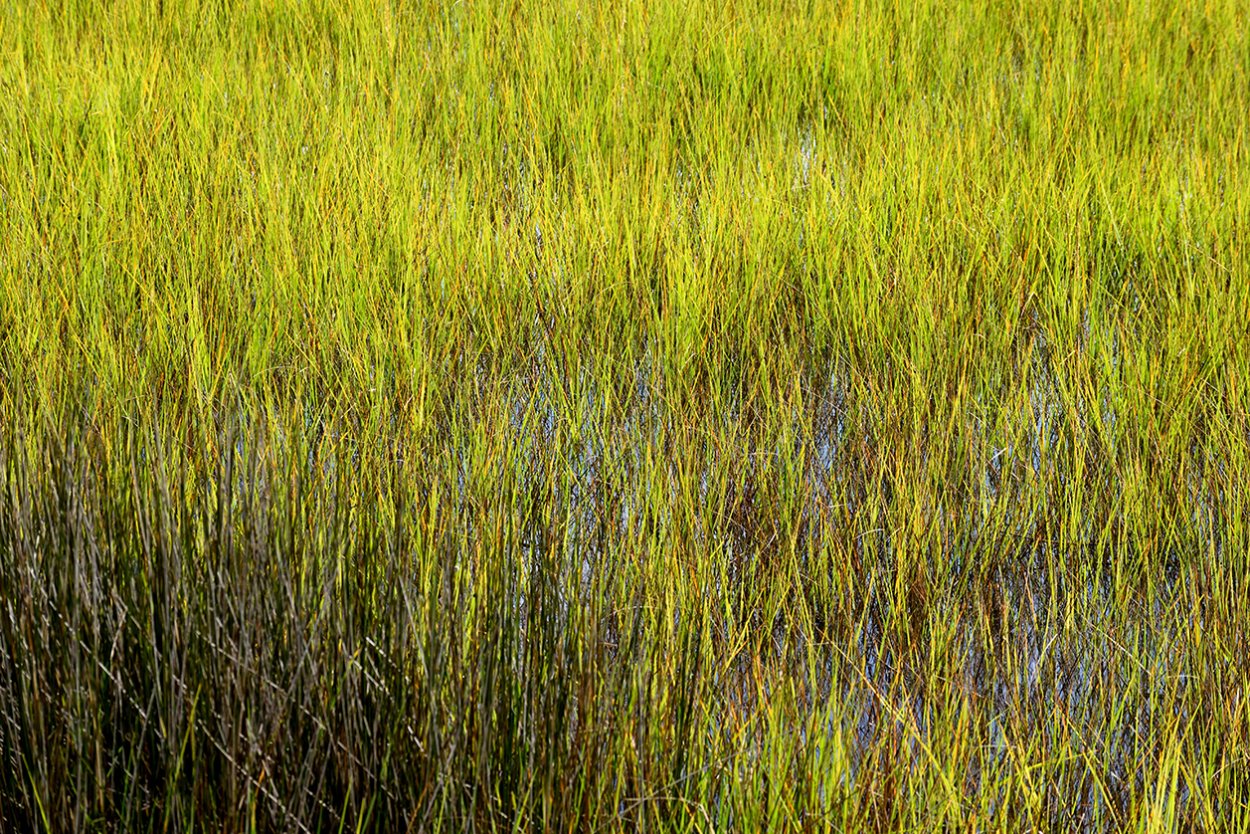 Многолетняя болотная трава