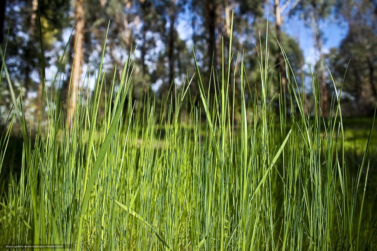 Живая трава Лесная
