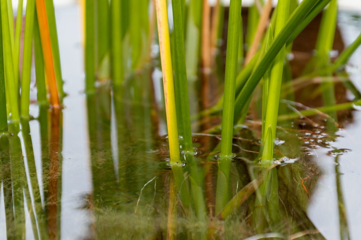 Водно-Болотное растение (Cyperus Papyrus).