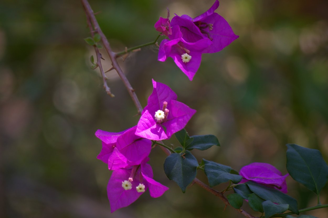 Rhodochiton atrosanguineus
