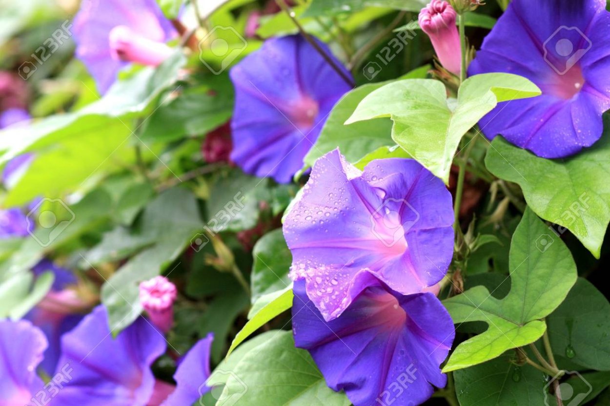 Клематис Вьюнок