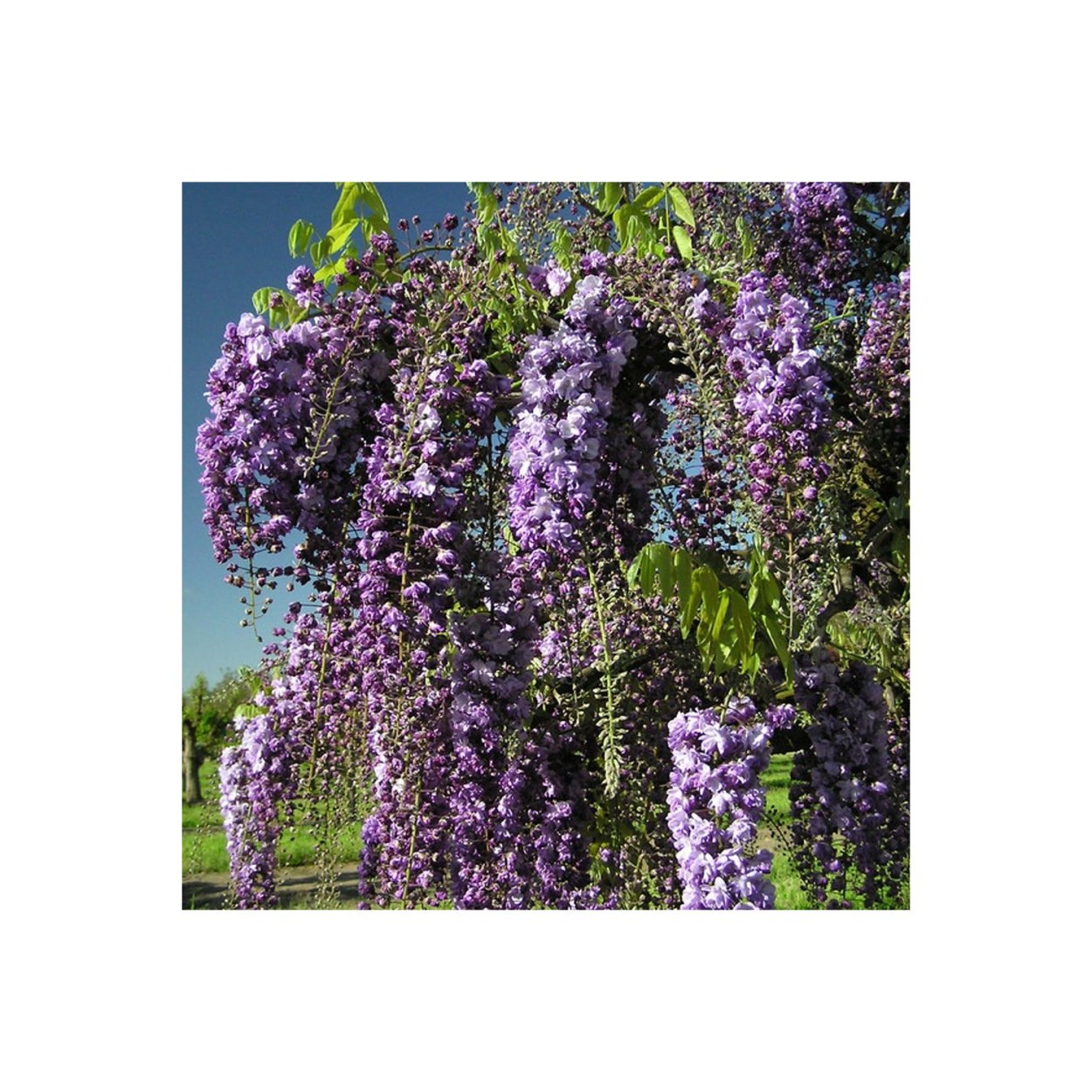 Бугенвиллия Лиана уличная