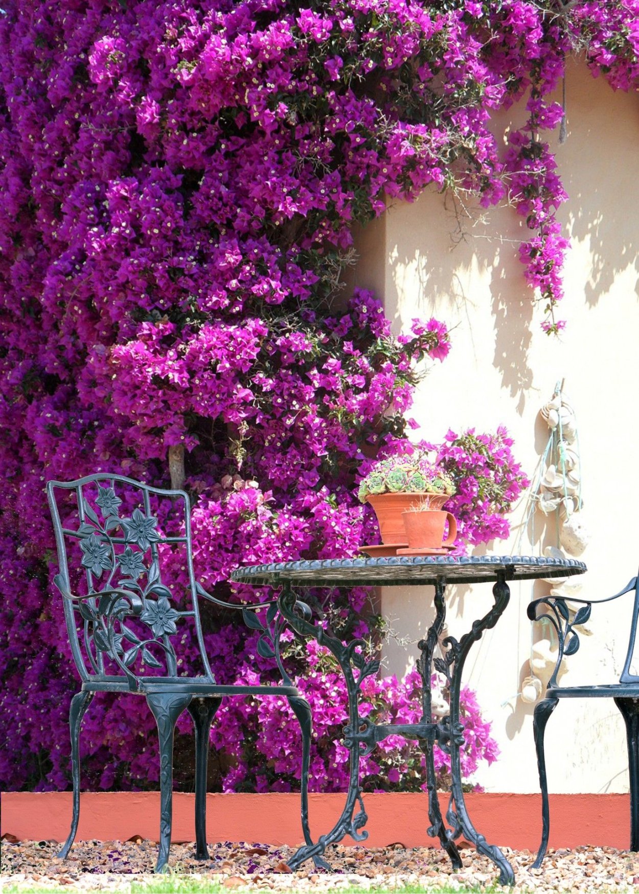 Фуксия Блю Энджел