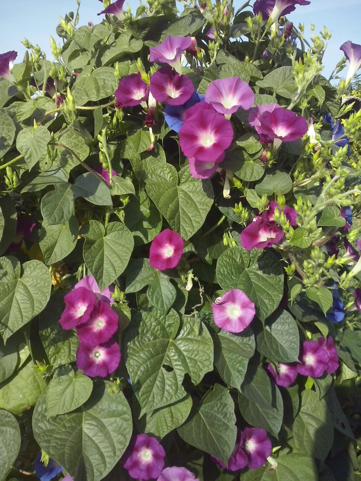 Глициния лиановидная