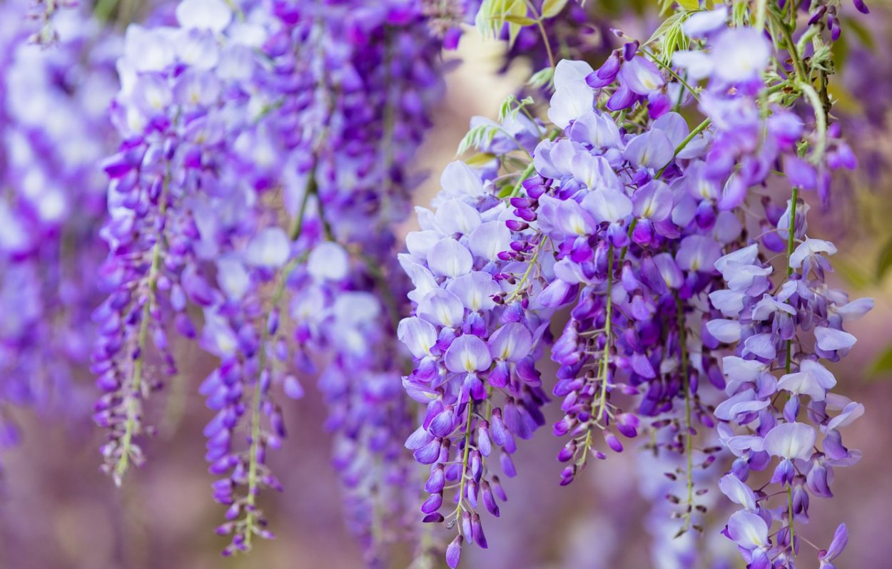 Традесканция Лиана