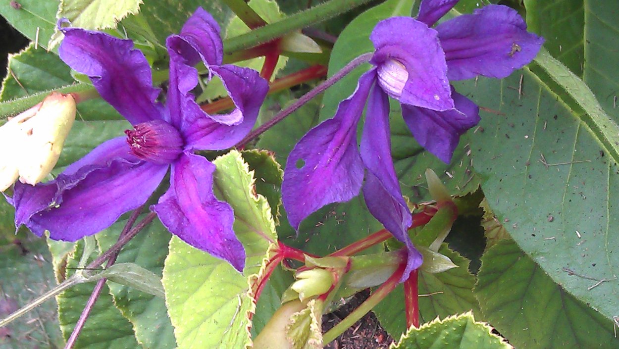 Долихос цветок Лиана