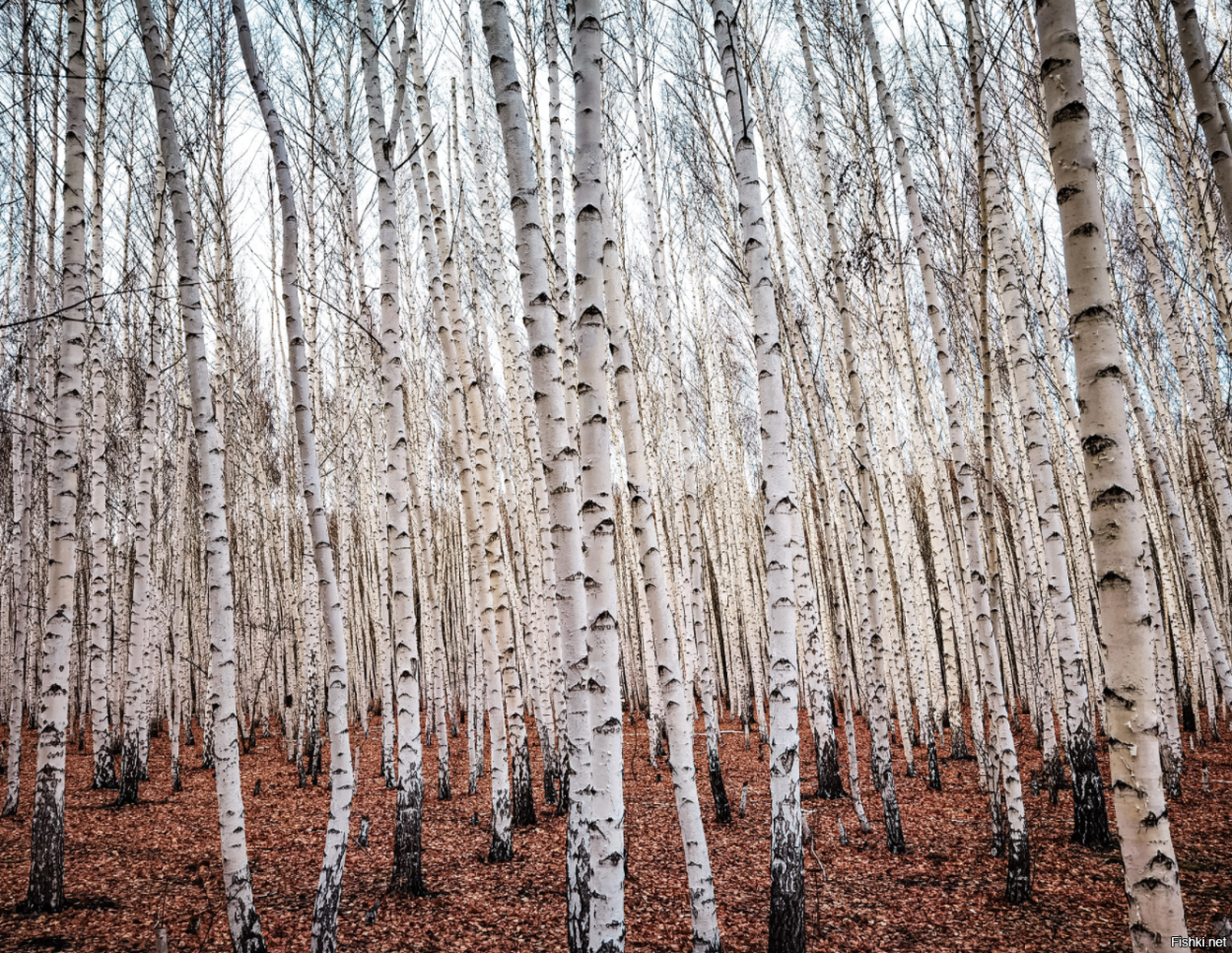 Polar white birch