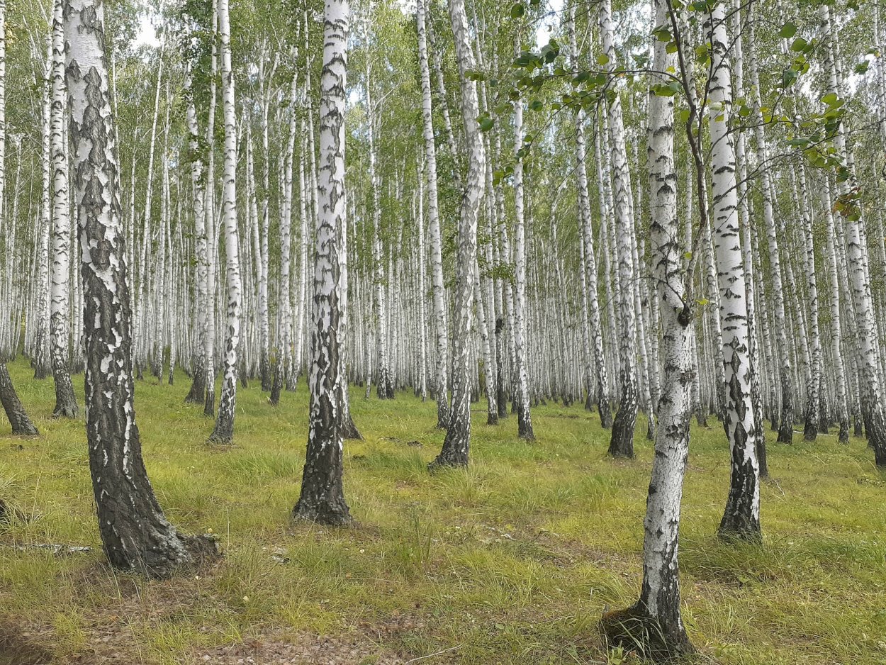 Роща танцующих берез в Боровом