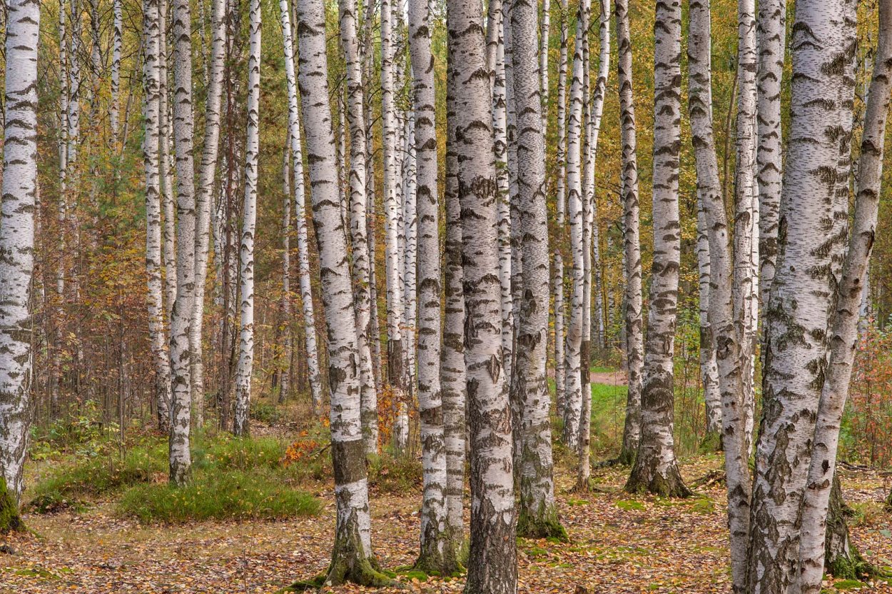 Birch Tree в России