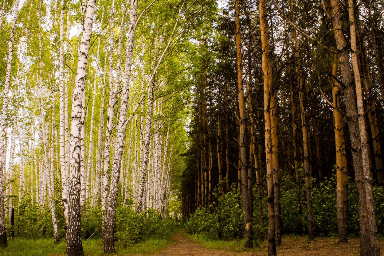 Береза Жакмана