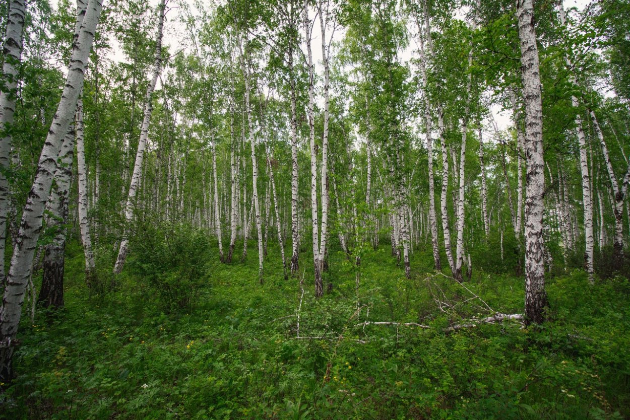 Березовый лес осенью