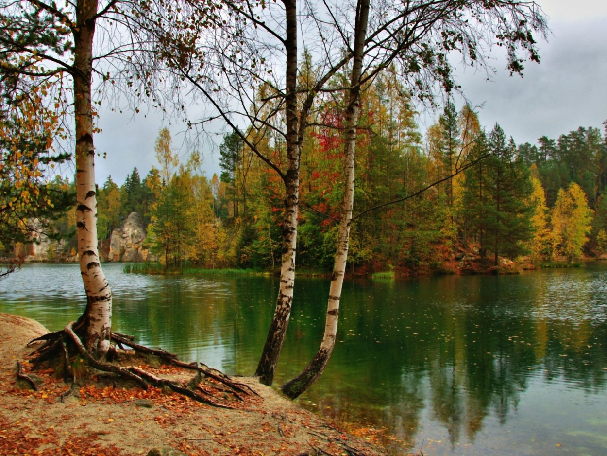 Березовая роща Рязань