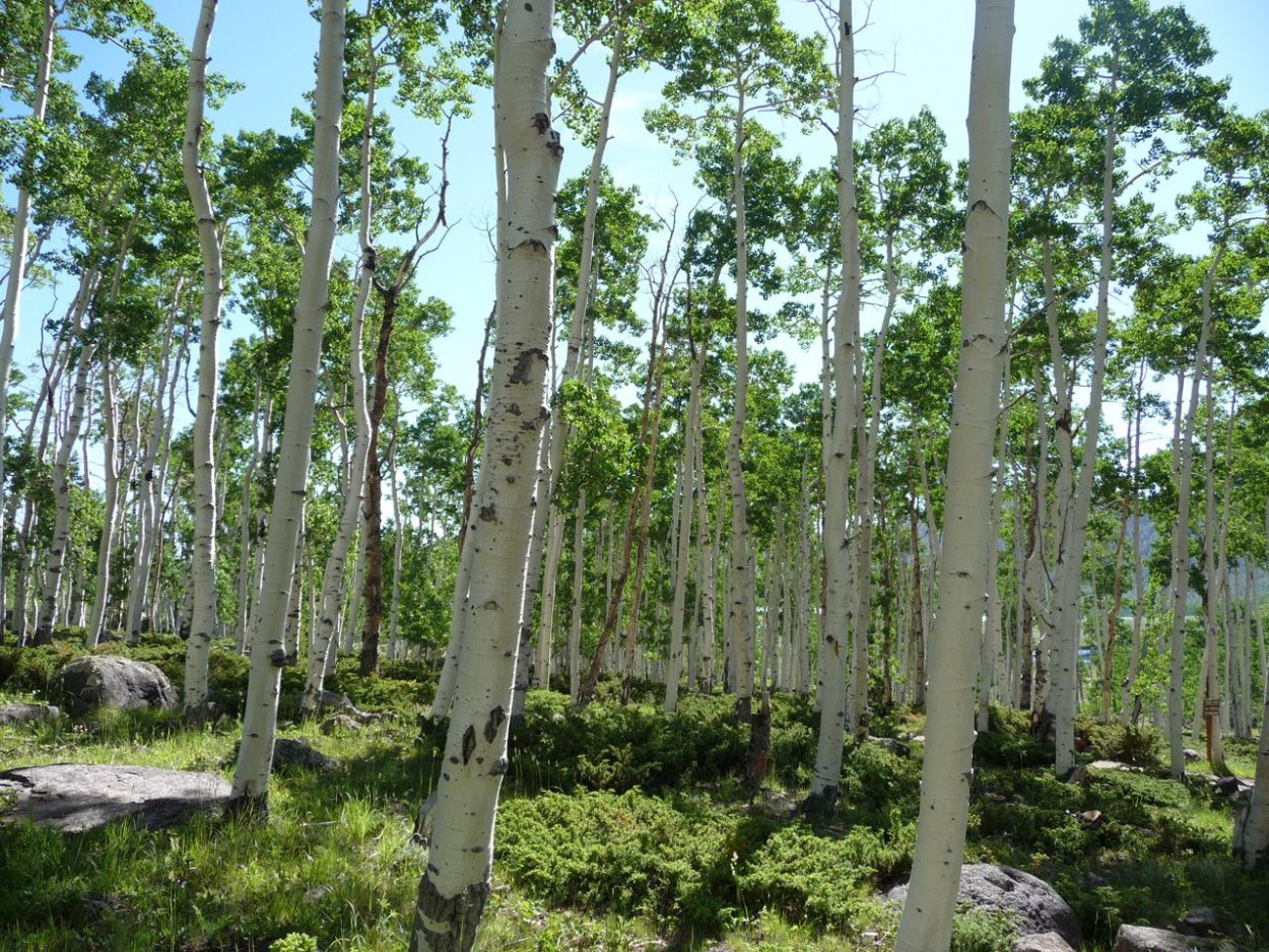 Нордическая береза