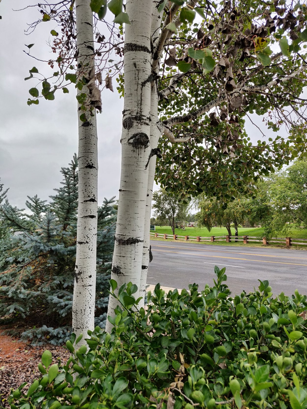 Komar фотообои Березовая роща