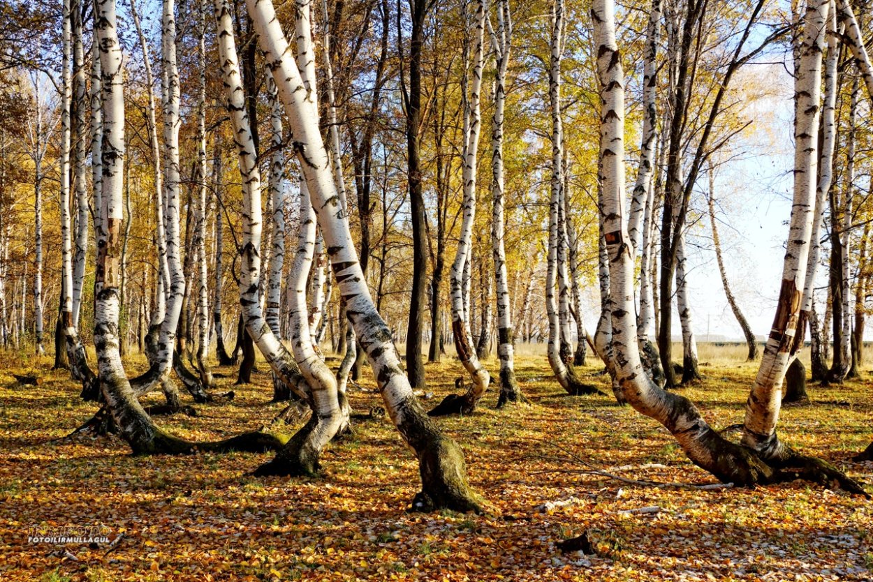 Американская осина