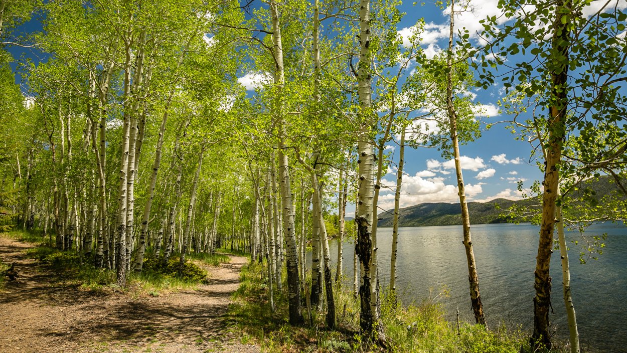 Дерево осина Осиновая роща