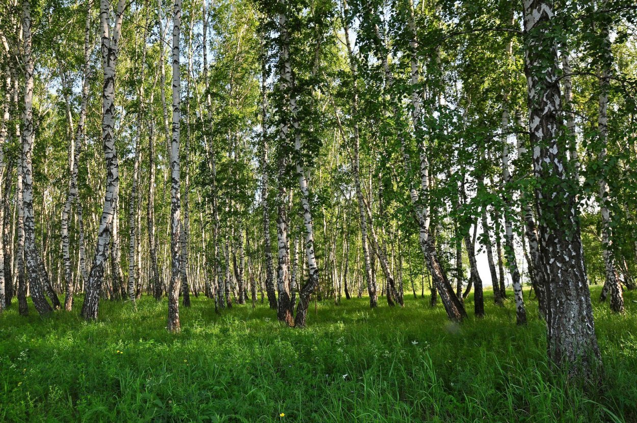 Березы в северной америке