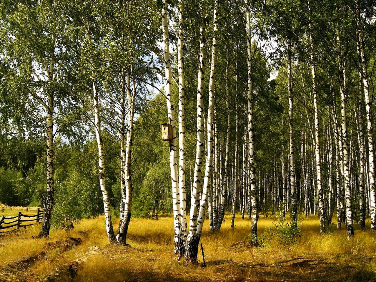 Карликовая берёза в тундре
