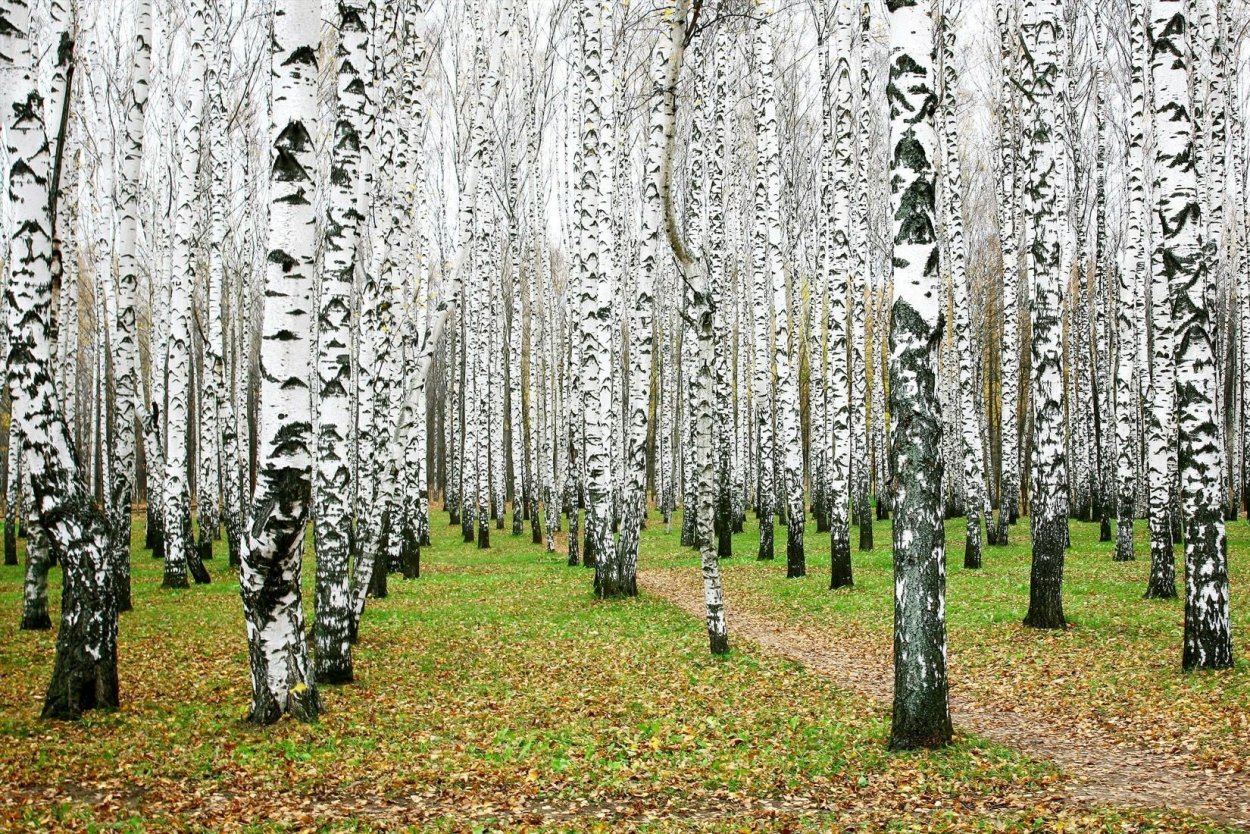 Березовая роща Бердск