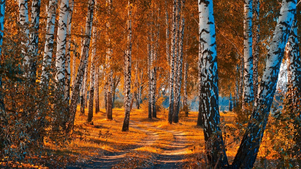 Северный Казахстан лес