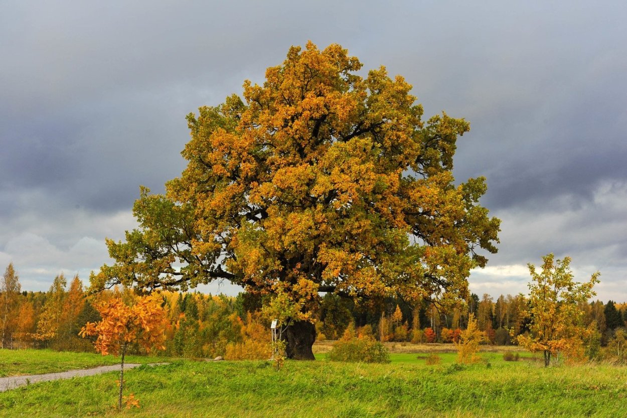 Дуб черешчатый(Quercus Robur) ареал