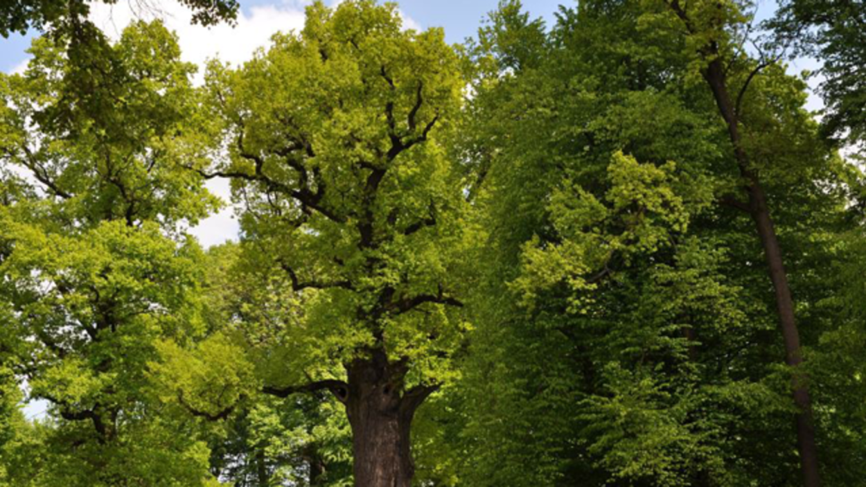 Широколиственный лес Дубрава