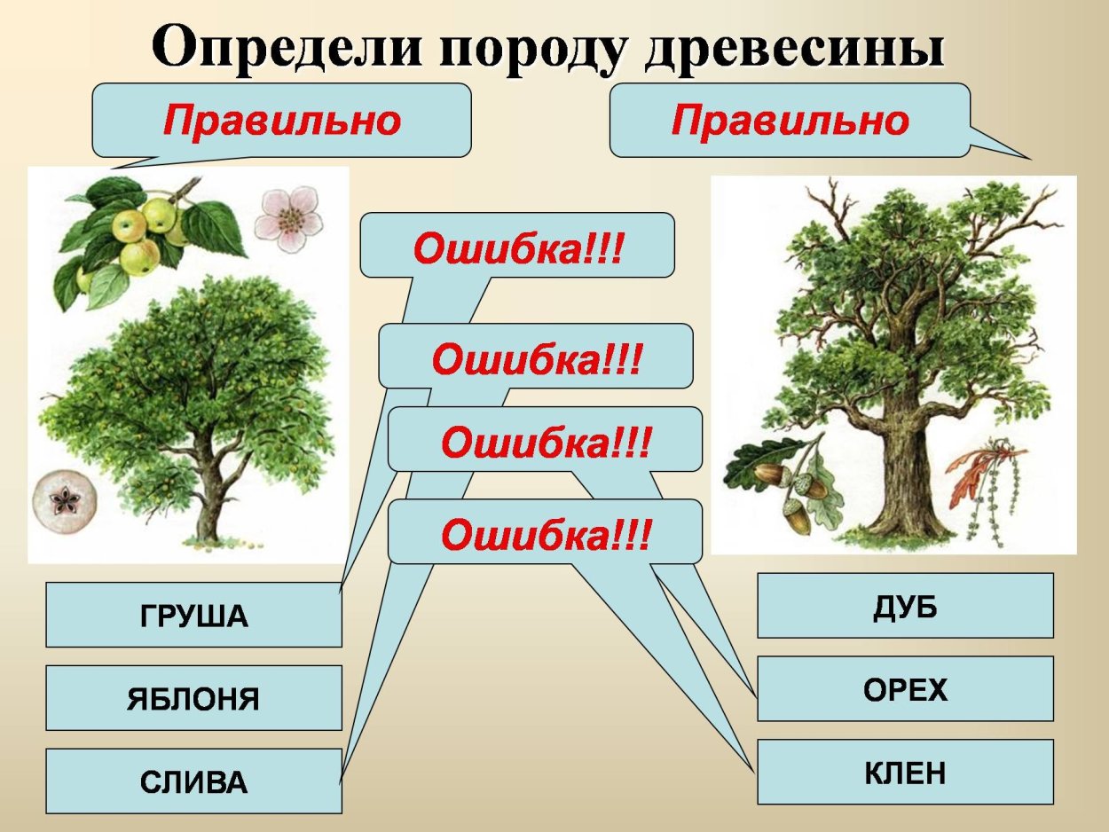 Лиственные породы древесины