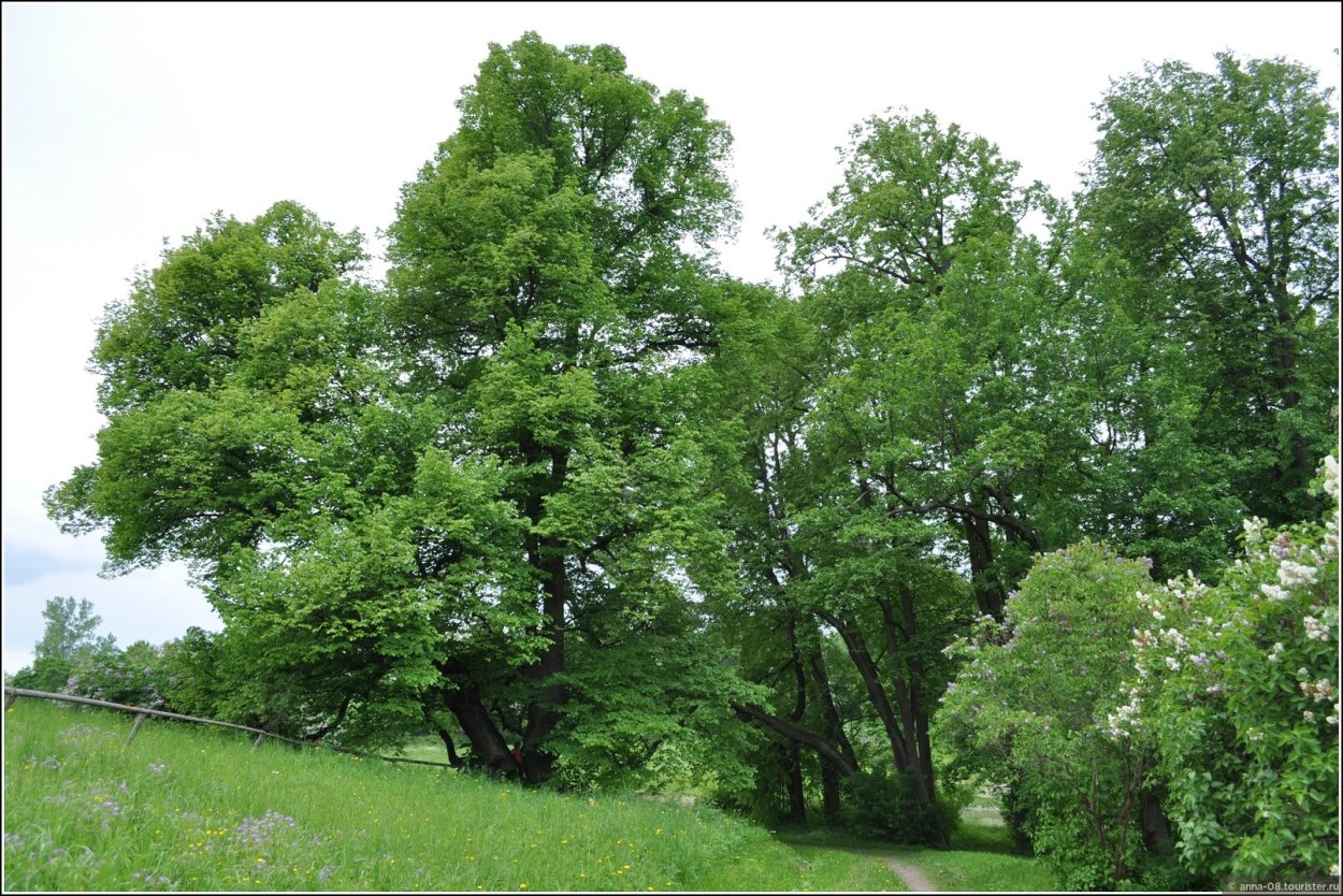 Липовая гора дерево вяз