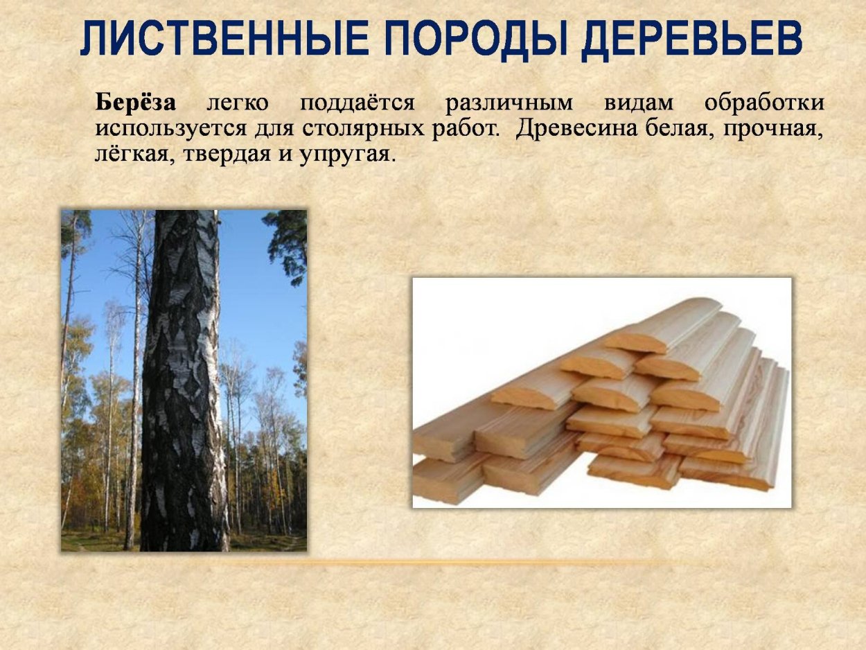 твердые породы дерева для мебели