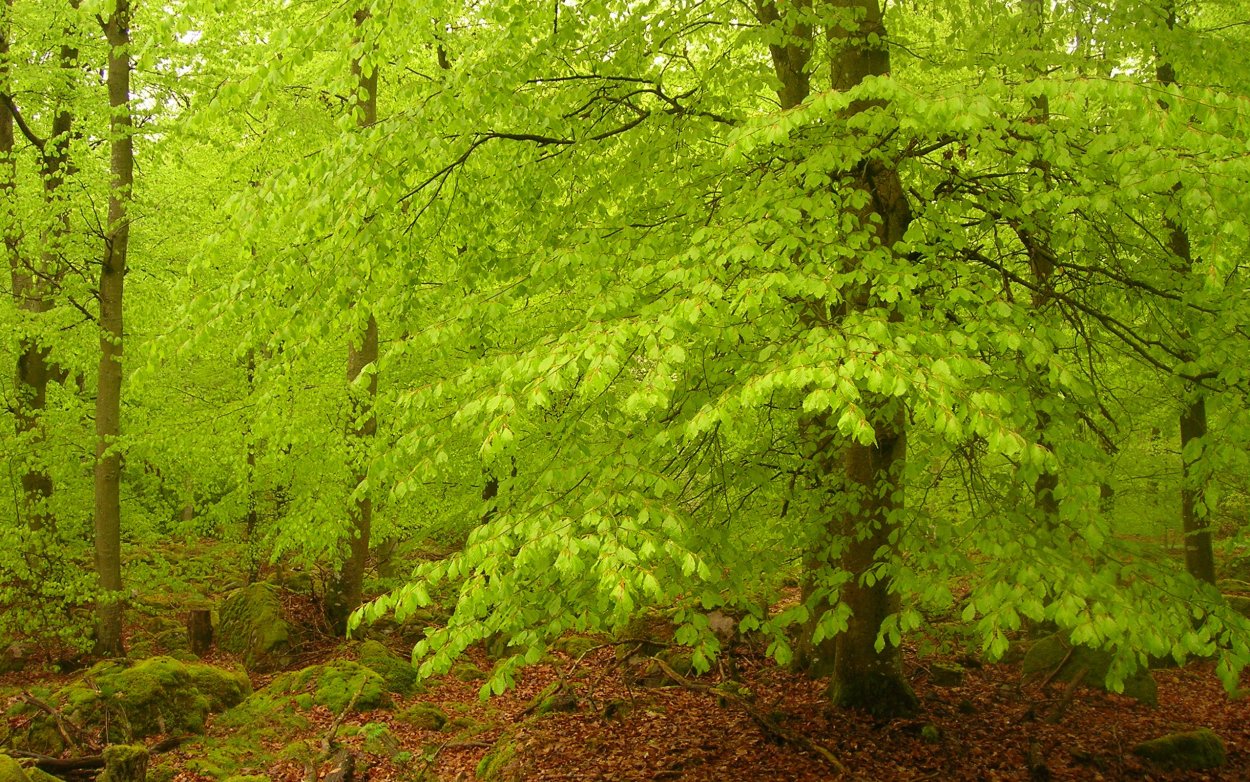 Широко ливственный лес