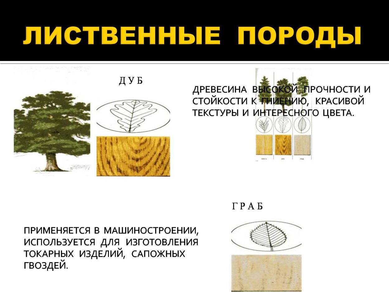 Лиственная порода дерева склонная к загниванию