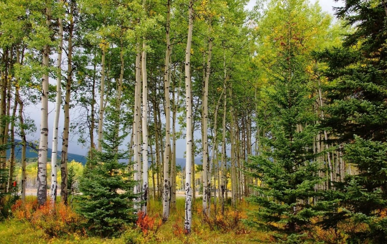 Смешанный лес среднего Урала