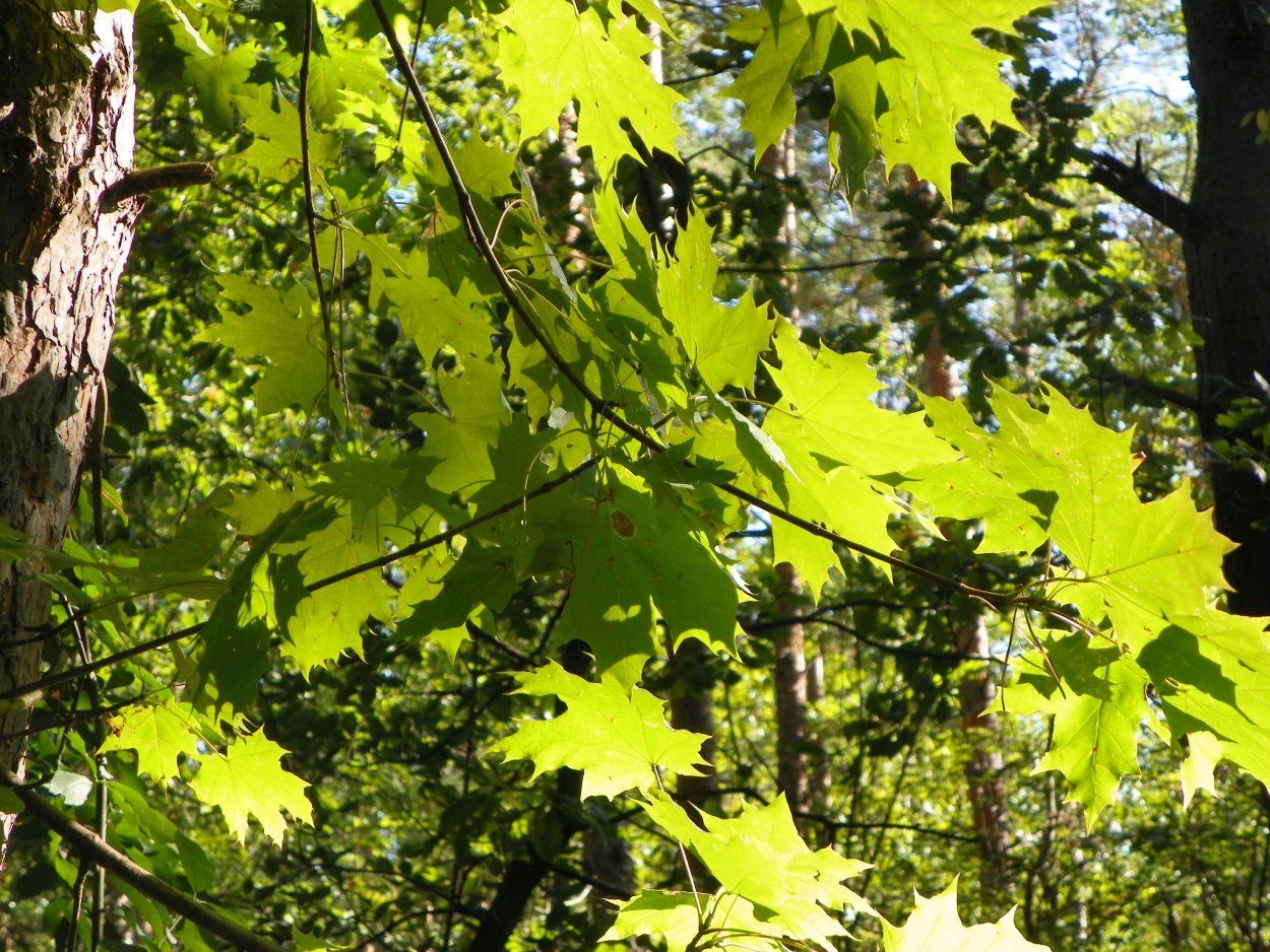 Широколиственный лес клен