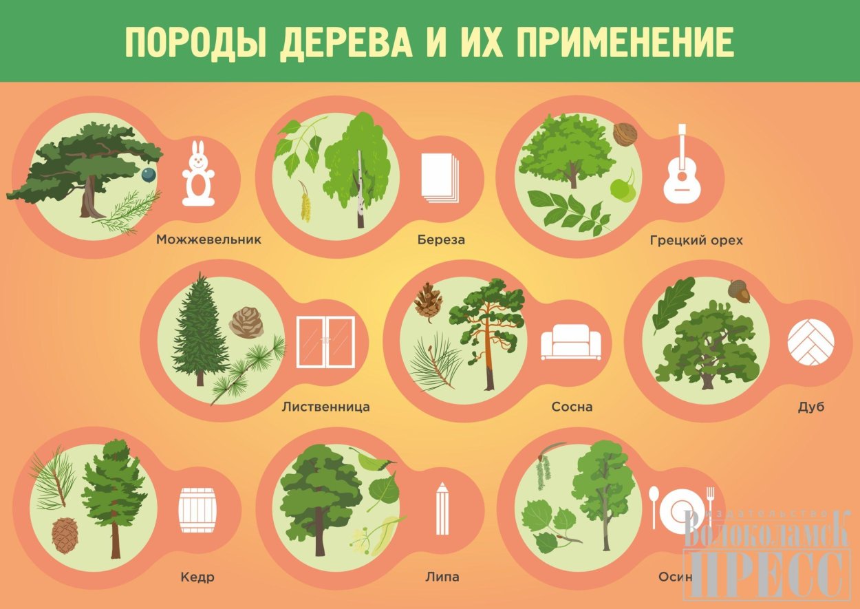 Какие породы деревьев растут в Московской области?