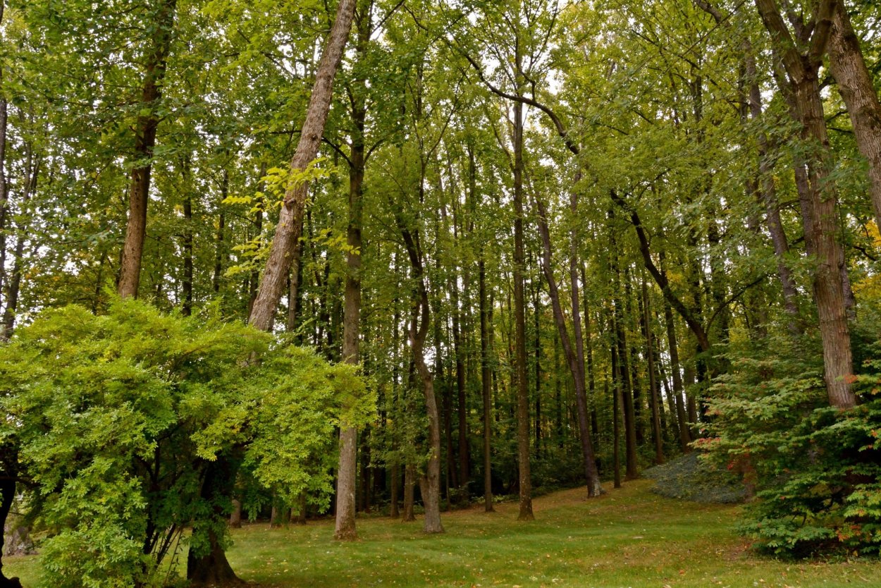 Деревья в лесу